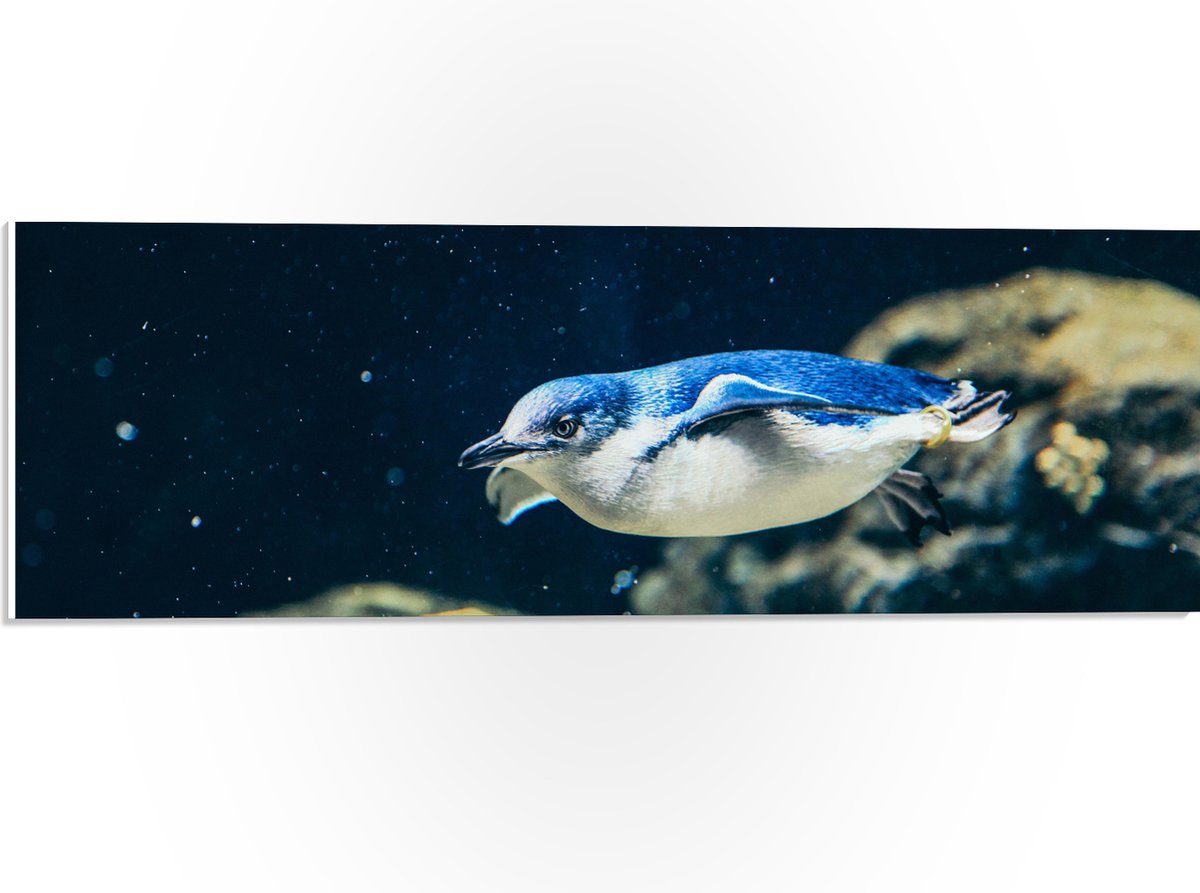 PVC Schuimplaat - Zwemmende Blauwe Pingïun door Aquarium - 60x20 cm Foto op PVC Schuimplaat (Met Ophangsysteem)