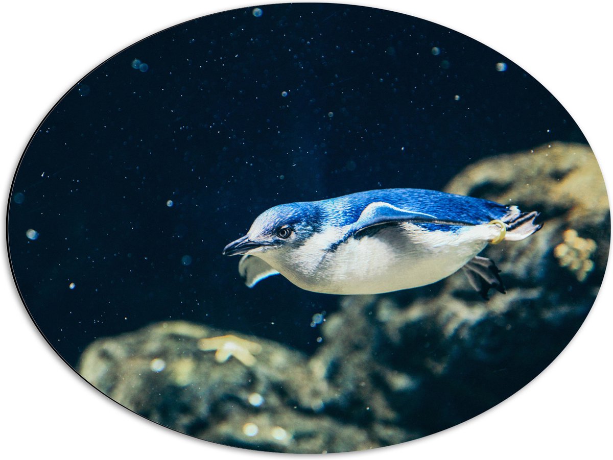 Dibond Ovaal - Zwemmende Blauwe Pingïun door Aquarium - 80x60 cm Foto op Ovaal (Met Ophangsysteem)