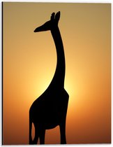 Dibond - Silhouet van Opzijkijkende Giraffe tijdens Zonsondergang - 30x40 cm Foto op Aluminium (Met Ophangsysteem)