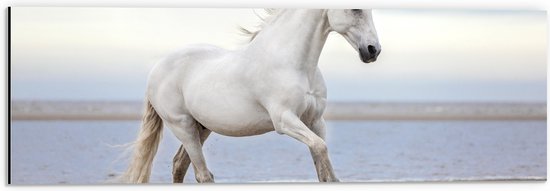 Dibond - Sierlijk Wit Paard lopend over het Strand aan de Zee - 60x20 cm Foto op Aluminium (Wanddecoratie van metaal)