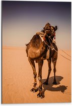 Dibond - Kameel in de Woestijn van Dubai - 40x60 cm Foto op Aluminium (Met Ophangsysteem)