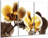 GroepArt - Schilderij -  Orchidee - Geel, Bruin, Wit - 120x80cm 3Luik - 6000+ Schilderijen 0p Canvas Art Collectie