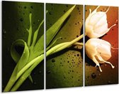 GroepArt - Schilderij -  Tulp - Groen, Wit, Bruin - 120x80cm 3Luik - 6000+ Schilderijen 0p Canvas Art Collectie