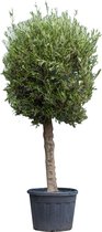Olijfboom Olea europaea 225 cm