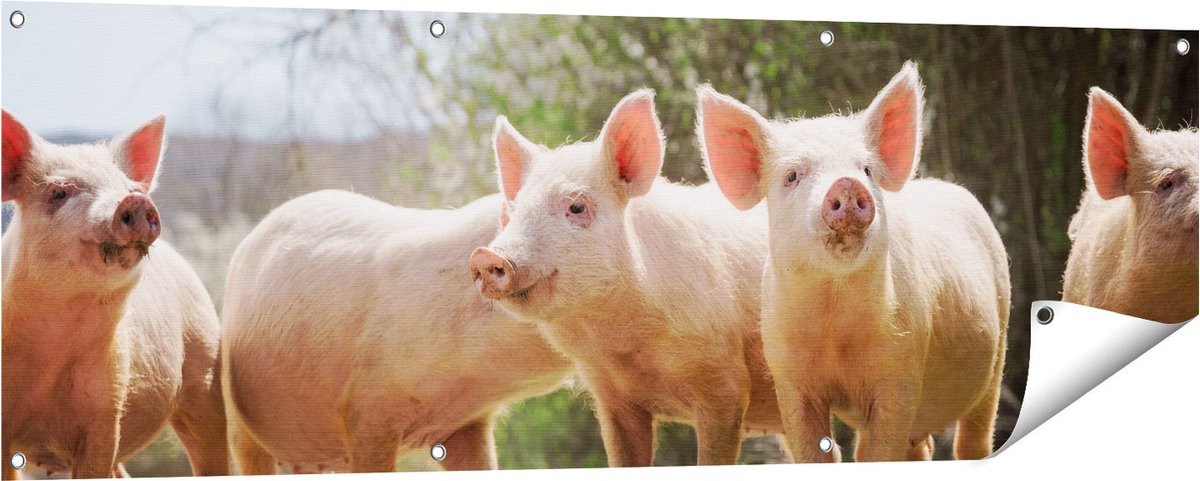 Gards Tuinposter Groep Jonge Varkens - 150x50 cm - Tuindoek - Tuindecoratie - Wanddecoratie buiten - Tuinschilderij Multikleur