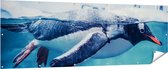Gards Tuinposter Pingu�n Zwemt in het Water - 210x70 cm - Tuindoek - Tuindecoratie - Wanddecoratie buiten - Tuinschilderij