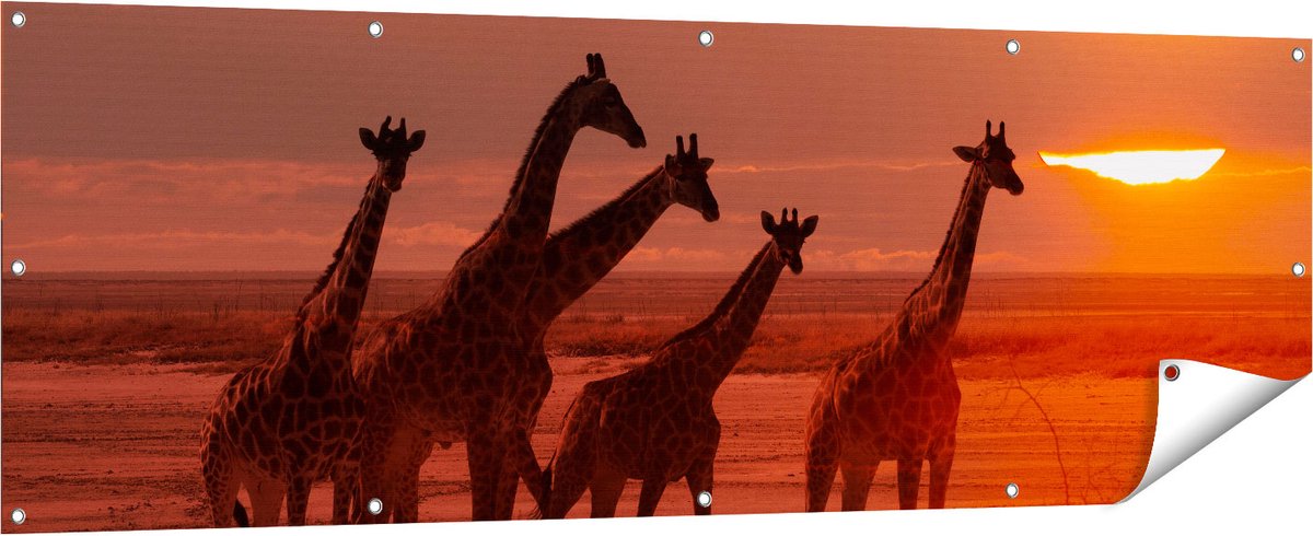 Gards Tuinposter Giraffe Kudde bij Zonsondergang - 180x60 cm - Tuindoek - Tuindecoratie - Wanddecoratie buiten - Tuinschilderij Multikleur