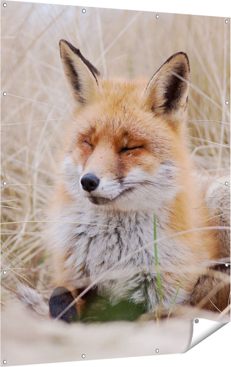 Gards Tuinposter Vos in de Duinen - 120x160 cm - Tuindoek - Tuindecoratie - Wanddecoratie buiten - Tuinschilderij Multikleur