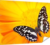 Gards Tuinposter Vlinder op een Oranje Bloem - 160x120 cm - Tuindoek - Tuindecoratie - Wanddecoratie buiten - Tuinschilderij