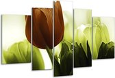 Glasschilderij Tulpen - Bruin, Wit, Grijs - 170x100cm 5Luik - Foto Op Glas - Geen Acrylglas Schilderij - 6000+ Glasschilderijen Collectie - Wanddecoratie
