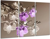 Glasschilderij Orchidee - Bruin, Paars - 120x80cm 3Luik - Foto Op Glas - Geen Acrylglas Schilderij - GroepArt 6000+ Glas Art Collectie - Maatwerk Mogelijk