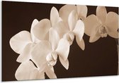 Peinture sur verre d'orchidée | Sépia, Marron | 120x70cm 1Hatch | Tirage photo sur verre |  F001928