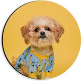 WallClassics - Dibond Muurcirkel - Zittend Hondje met Truitje Aan bij Gele Achtergrond - 20x20 cm Foto op Aluminium Muurcirkel (met ophangsysteem)