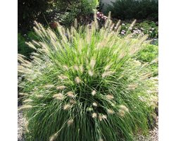 6 x Lampenpoetsersgras Hameln - Winterhard Siergras - Pennisetum 'Hameln' in 9x9cm pot met hoogte 5-10cm