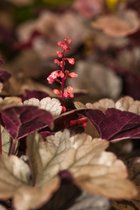 3 stuks | Heuchera 'Silver Gumdrop' P9 cm