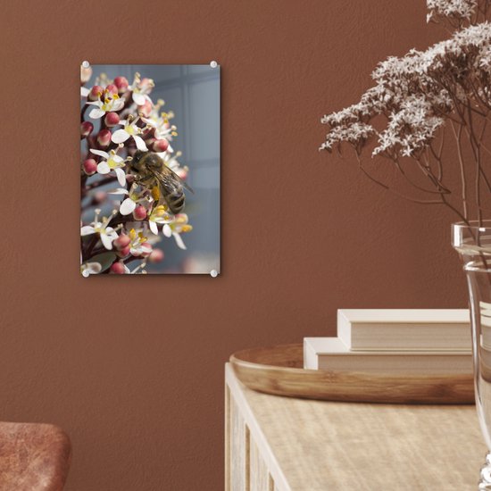 ® Glasschilderij 20x30 cm - Schilderij acrylglas - Honingbij op de skimmia bloem - Foto op glas - Muurdecoratie woonkamer - Wanddecoratie slaapkamer - Schilderijen