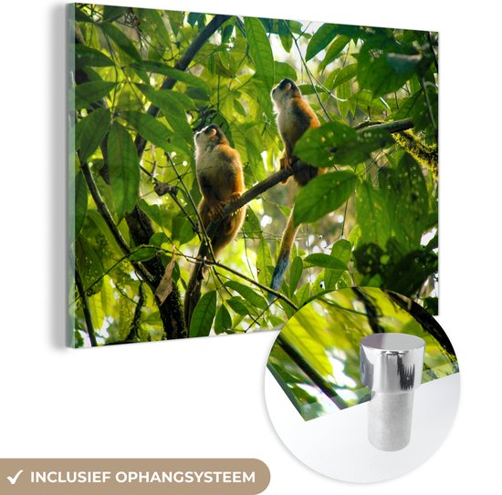 MuchoWow® Glasschilderij 90x60 cm - Schilderij acrylglas - Verstopte doodskopaapjes in een boom - Foto op glas - Schilderijen