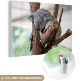 MuchoWow® Glasschilderij 60x40 cm - Schilderij acrylglas - Koala - Tak - Grijs - Foto op glas - Schilderijen