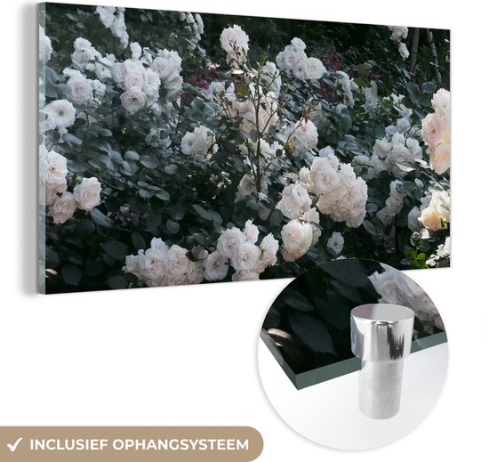 MuchoWow® Glasschilderij 160x80 cm - Schilderij acrylglas - Rozen - Struik - Wit - Foto op glas - Schilderijen