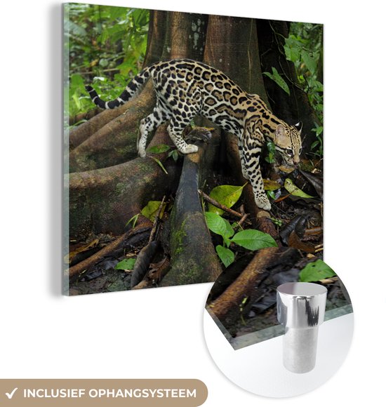 MuchoWow® Glasschilderij 90x90 cm - Schilderij acrylglas - Ocelot in de jungle van Costa Rica - Foto op glas - Schilderijen
