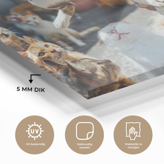 ® Glasschilderij 180x120 cm - Schilderij acrylglas - Komische kat die over andere katten heen springt - Foto op glas - Muurdecoratie woonkamer - Wanddecoratie slaapkamer - Schilderijen