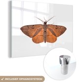 MuchoWow® Peinture sur Verre - Papillon de Nuit dans la Lumière - 90x60 cm - Peintures sur Verre Acrylique - Photo sur Glas