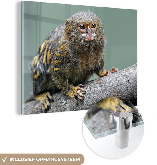 MuchoWow® Peinture sur Verre - Ouistiti Pygmée sur une branche - 80x60 cm - Peintures sur Verre Acrylique - Photo sur Glas