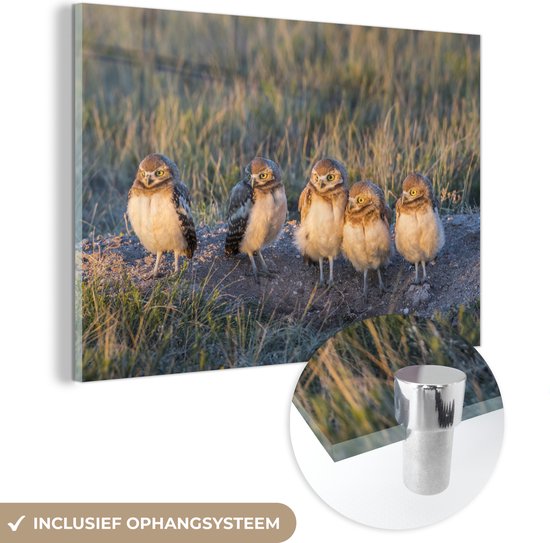 MuchoWow® Glasschilderij - Vijf uilen in Wyoming - Acrylglas Schilderijen - Foto op Glas