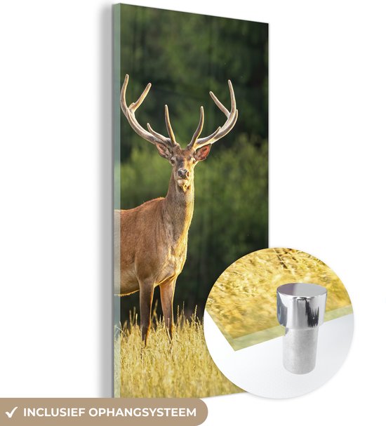 MuchoWow - Glasschilderij - Acrylglas - Hert - Natuur - Weide - Bos - Natuur - Wanddecoratie natuur - Glasschilderij hert - 80x160 cm - Wanddecoratie - Kamer decoratie