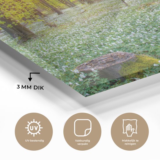 MuchoWow® Peinture sur verre 60x40 cm - Peinture acrylique sur verre - Forêt verte illuminée par des rayons de lumière - Photo sur verre - Peintures