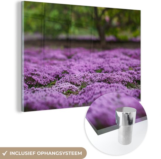 MuchoWow® Glasschilderij 30x20 cm - Schilderij acrylglas - Veld met bloeiende tijmplanten - Foto op glas - Schilderijen