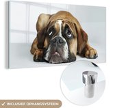 MuchoWow® Glasschilderij 80x40 cm - Schilderij acrylglas - Hond - Huisdieren - Wit - Foto op glas - Schilderijen