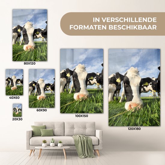 Gros plan d'une vache frisonne broutant Plexiglas 60x90 cm - Tirage photo sur Glas (décoration murale en plexiglas)