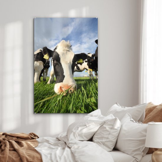Gros plan d'une vache frisonne broutant Plexiglas 60x90 cm - Tirage photo sur Glas (décoration murale en plexiglas)