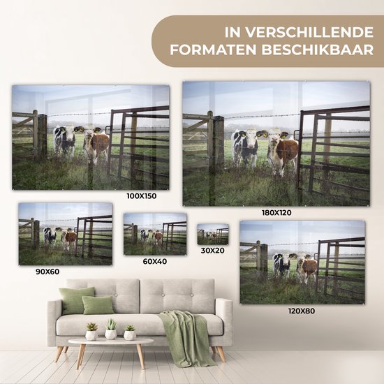Deux jeunes vaches frisonnes derrière une clôture en fil de fer barbelé Plexiglas 120x80 cm - Tirage photo sur verre (décoration murale en plexiglas)