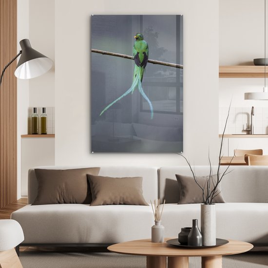 Le Quetzal dans les forêts du Costa Rica Plexiglas 80x120 cm - Tirage photo sur Glas (décoration murale plexiglas)