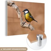 MuchoWow - Glasschilderij - Foto op glas - Koolmees - Vogel - Takken - 60x40 cm - Acrylglas - Glasschilderij natuur - Schilderij glas - Glasschilderij vogels - Woonkamer