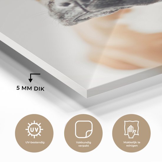 Un Boxer air triste Plexiglas 60x80 cm - Tirage photo sur Glas (décoration murale plexiglas)