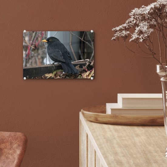Merle mâle entre les branches Plexiglas 30x20 cm - petit - Tirage photo sur Glas (décoration murale en plexiglas)