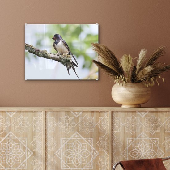 Une hirondelle rustique pose sur une branche Plexiglas 40x30 cm - petit - Tirage photo sur Glas (décoration murale plexiglas)