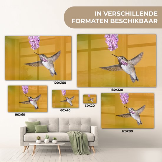 Un colibri calliope sur fond jaune Plexiglas 60x40 cm - Tirage photo sur Glas (Décoration murale plexiglas)