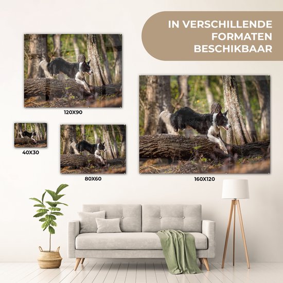 Un Border Collie noir et blanc sautant par-dessus une malle Plexiglas 160x120 cm - Tirage photo sur Glas (décoration murale plexiglas) XXL / Groot format!