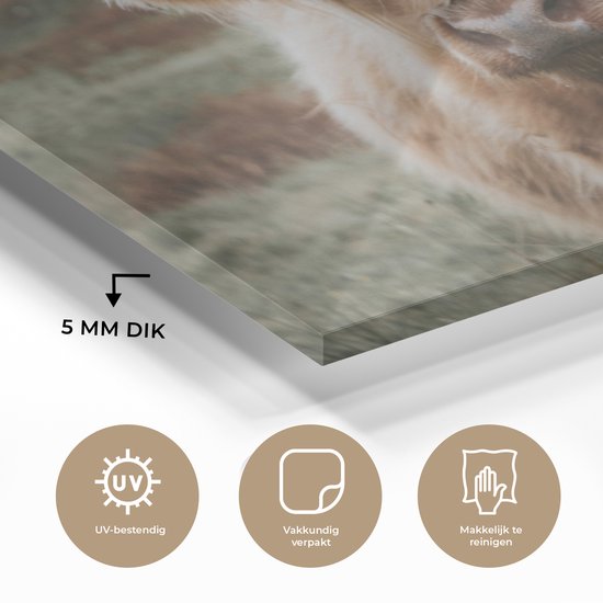 MuchoWow® Peinture sur verre - Vache - Cheveux - Animaux - 180x120 cm - Peintures sur verre acrylique - Photo sur Glas