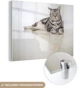 American Shorthair cat Glas 60x40 cm - Tirage photo sur Glas (décoration murale en plexiglas)