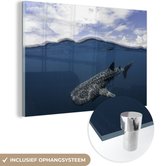 Requin baleine à la surface Glas 30x20 cm - petit - Tirage photo sur Glas (décoration murale en plexiglas)