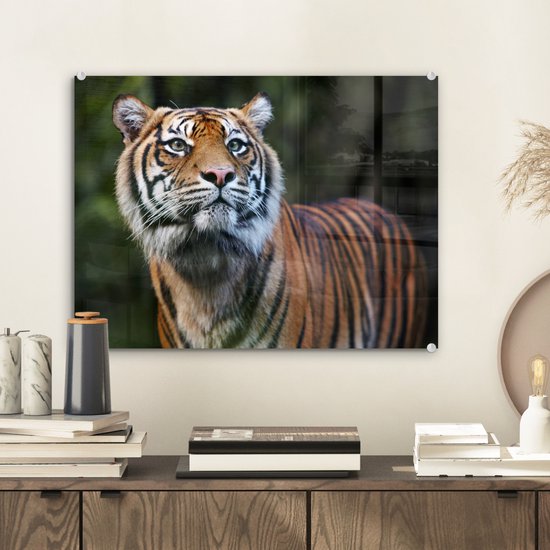 Portrait de tigre de Sumatra sur Glas 60x40 cm - Tirage photo sur Glas (décoration murale en plexiglas)