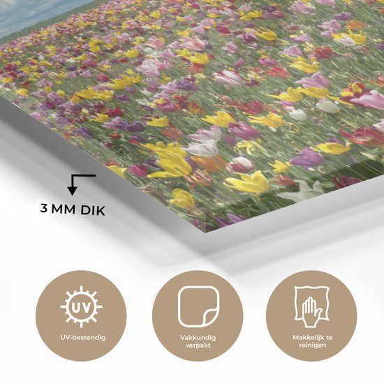 Champs de tulipes en Glas Oregon 30x20 cm - petit - Tirage photo sur Glas (décoration murale en plexiglas)