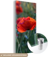 MuchoWow® Glasschilderij 40x80 cm - Schilderij acrylglas - Kleurrijke Klaprozen in Nederland - Foto op glas - Schilderijen