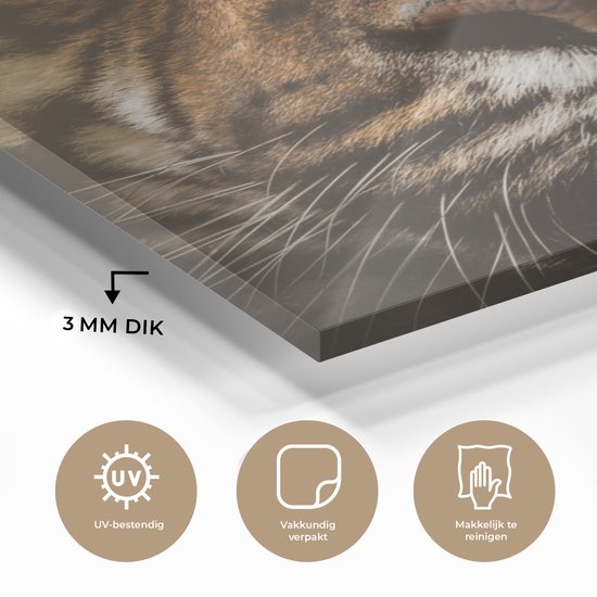 MuchoWow® Peinture sur verre - Animaux - Tigre - Sauvage - 50x50 cm - Peintures sur verre acrylique - Photo sur Glas