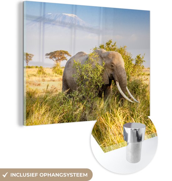 MuchoWow® Peinture sur Verre - Éléphant se cachant derrière un buisson - 120x90 cm - Peintures sur Verre Acrylique - Photo sur Glas